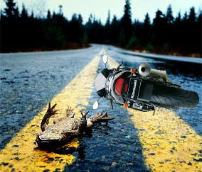froggy.jpg