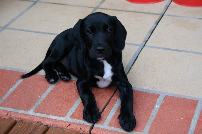 Dakota 12 wks.jpg