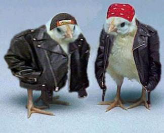 Biker_Chicks.jpg