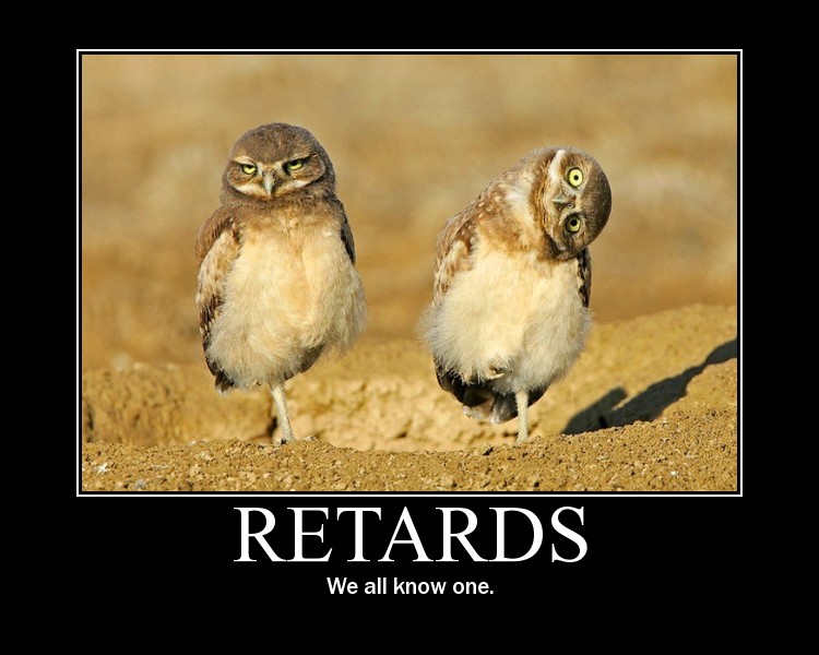 owltards.jpg