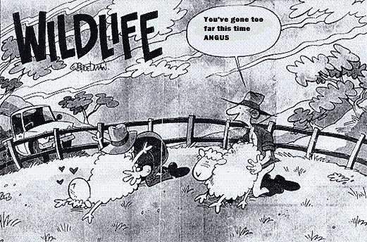 sheep2.jpg