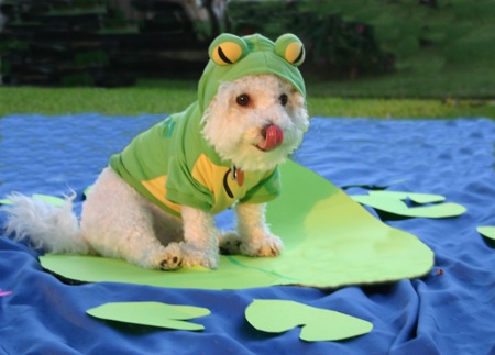 Frogz.jpg