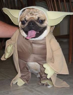 Yoda.jpg