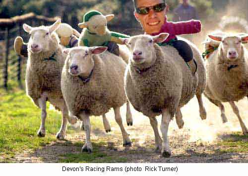 sheep_racing_Biggles.jpg