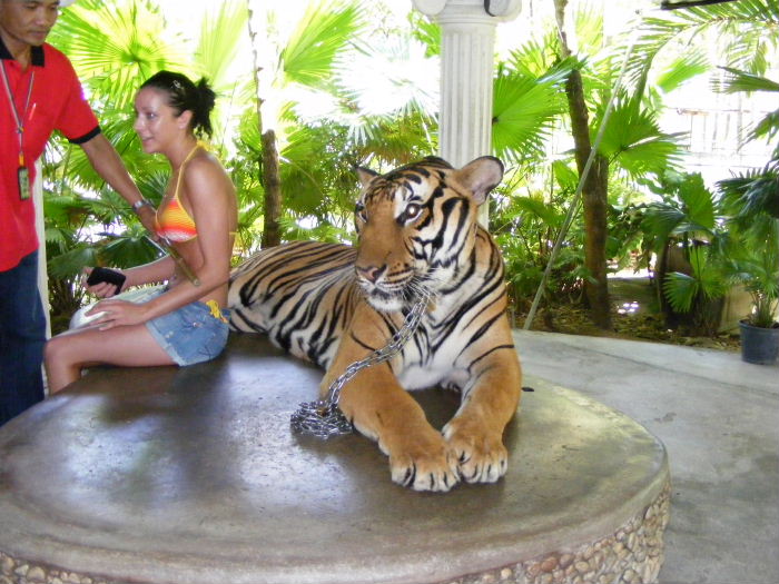 phuket zoo tiger.jpg