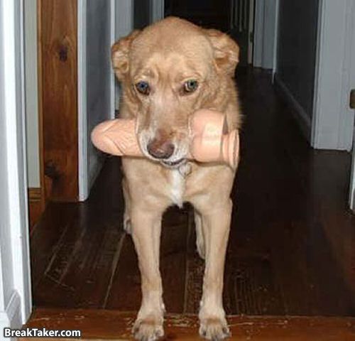 DildoDog.jpg