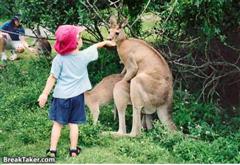 KangarooLove (WinCE).jpg