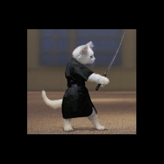 ninja cat.jpg