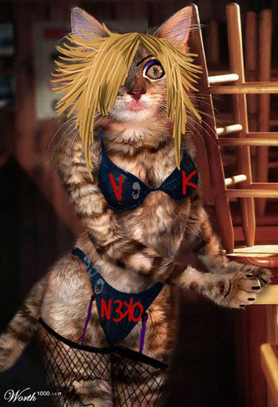 cat-1.jpg