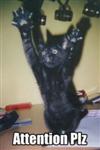 black-cat (Custom).jpg