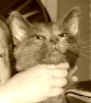 wrongwaytoholdacat-.jpg