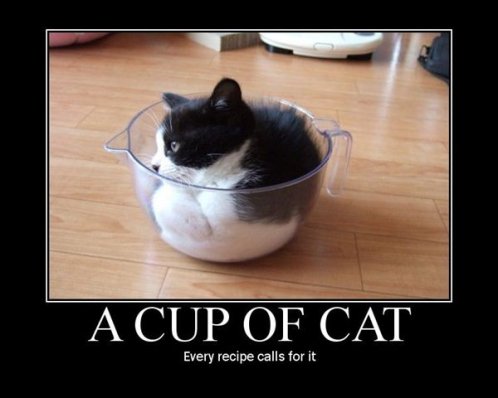 black_cat_2.jpg