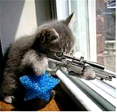 Black Cat1.jpg