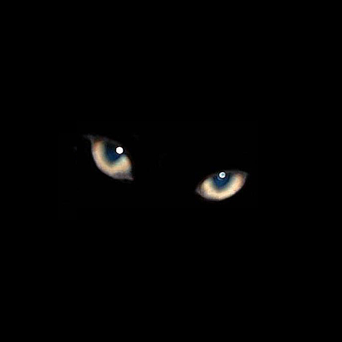 Black Cat4.jpg