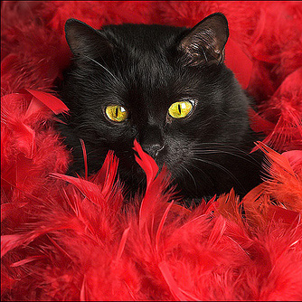 black cat6.jpg