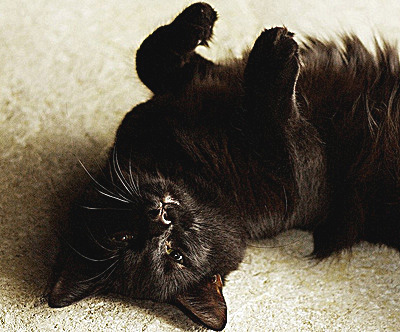 black cat7.jpg