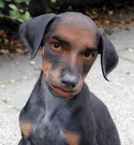 Daschund.jpg