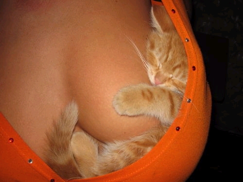 lucky cat.jpg