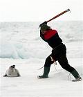 canadian_seal_hunt_small.JPG