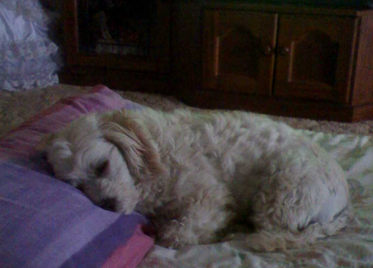 Toby at rest.jpg