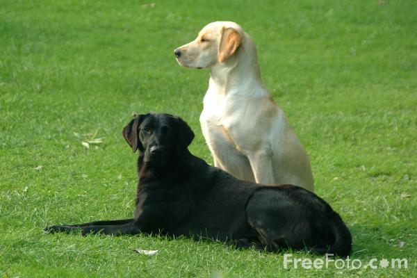 dogs.jpg