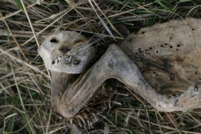 Mangled cat.jpg