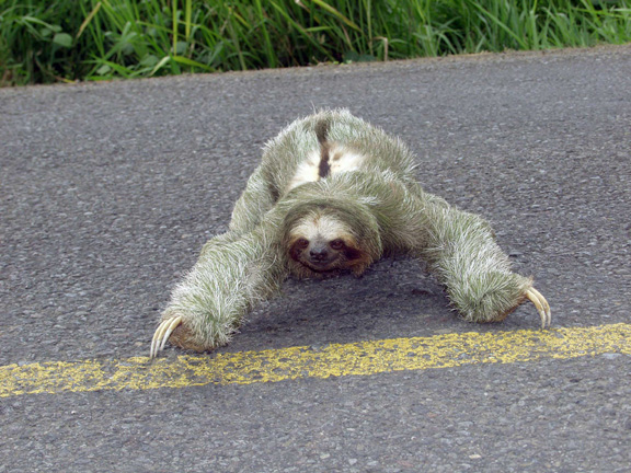 sloth20051small.jpg