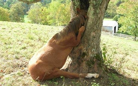 you-know-horses.jpg