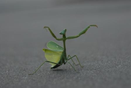 praying-mantis.jpg