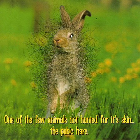 pubic hare.jpg