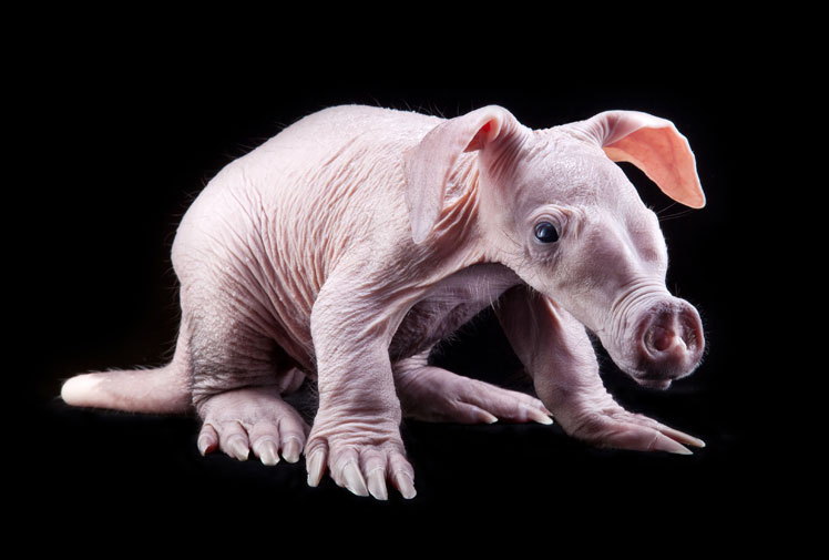 aardvark2.jpg