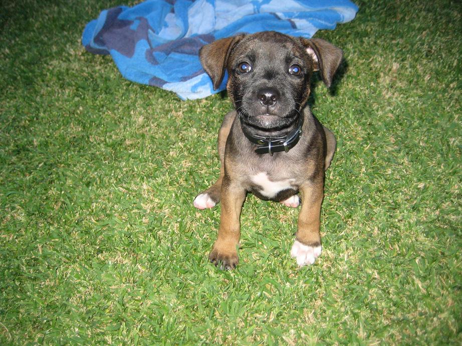 Ozzy Sitting.JPG