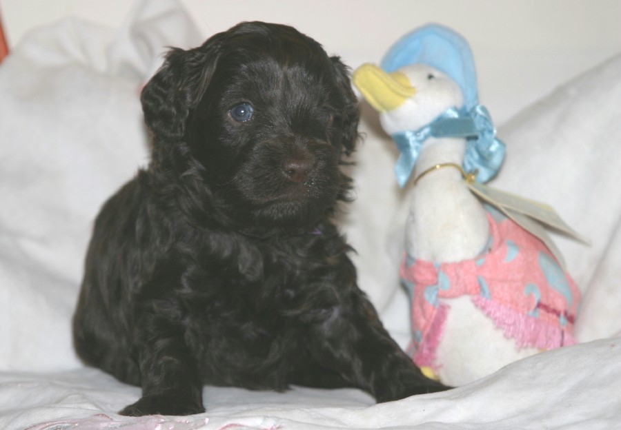 purple-collar-girl-4-weeks-old1 Brighter.jpg