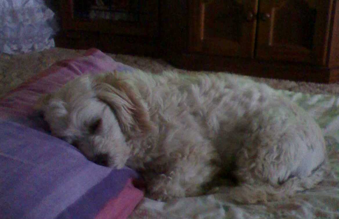 Toby at rest.jpg