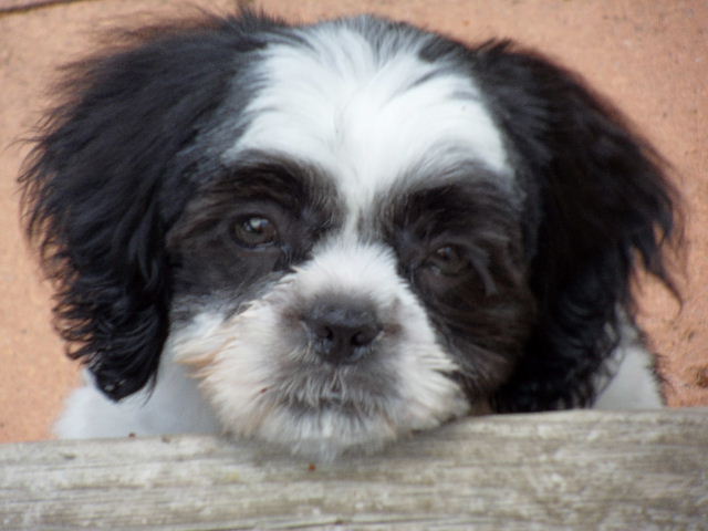 2011_0224Hugo240220110013.JPG