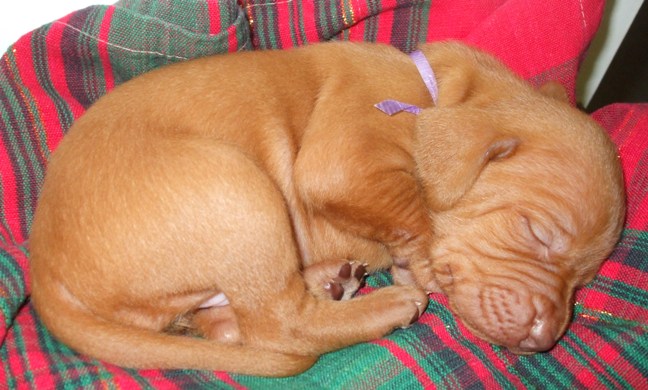 Oskar 3 weeks.jpg
