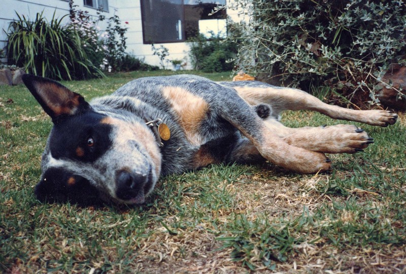 dogs 2.jpg