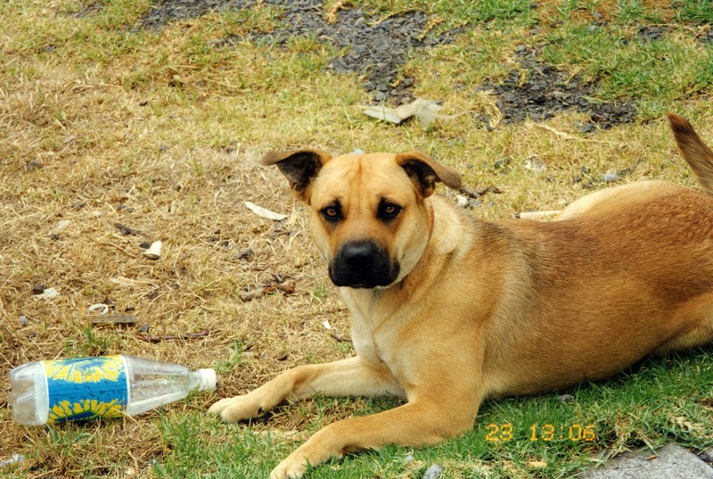 dogs 1.jpg