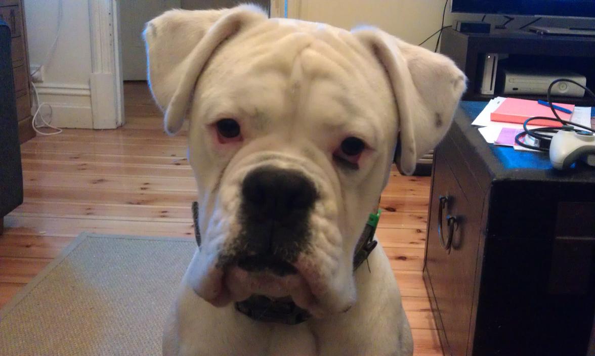 bosley now.JPG