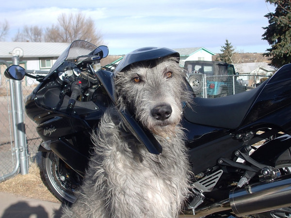 Hugger Dog.jpg