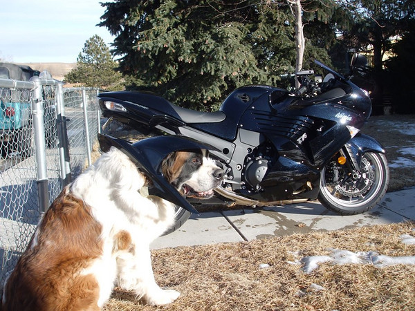 Hugger Doggie.jpg
