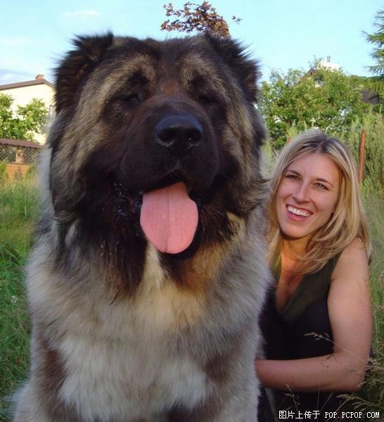 Fw_%20Really%20BIG%20Dogs%20-%20df%20%281%29[1].jpg