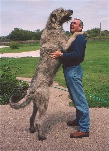Fw_%20Really%20BIG%20Dogs%20-%20df%20%286%29[1].jpg