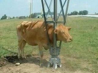 Dumb Animals 2.jpg