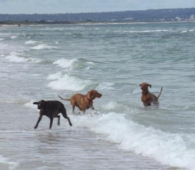 Astro & co beach Oct 2011.jpg