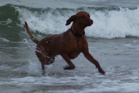 Ozkar 10 months beach 2.jpg