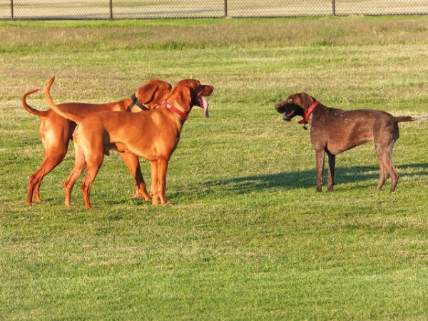 afternoon walk 065 (640x480).jpg