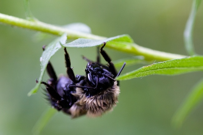 bee.jpg