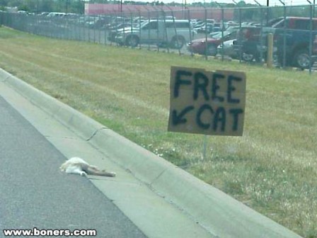 Free Cat.jpg