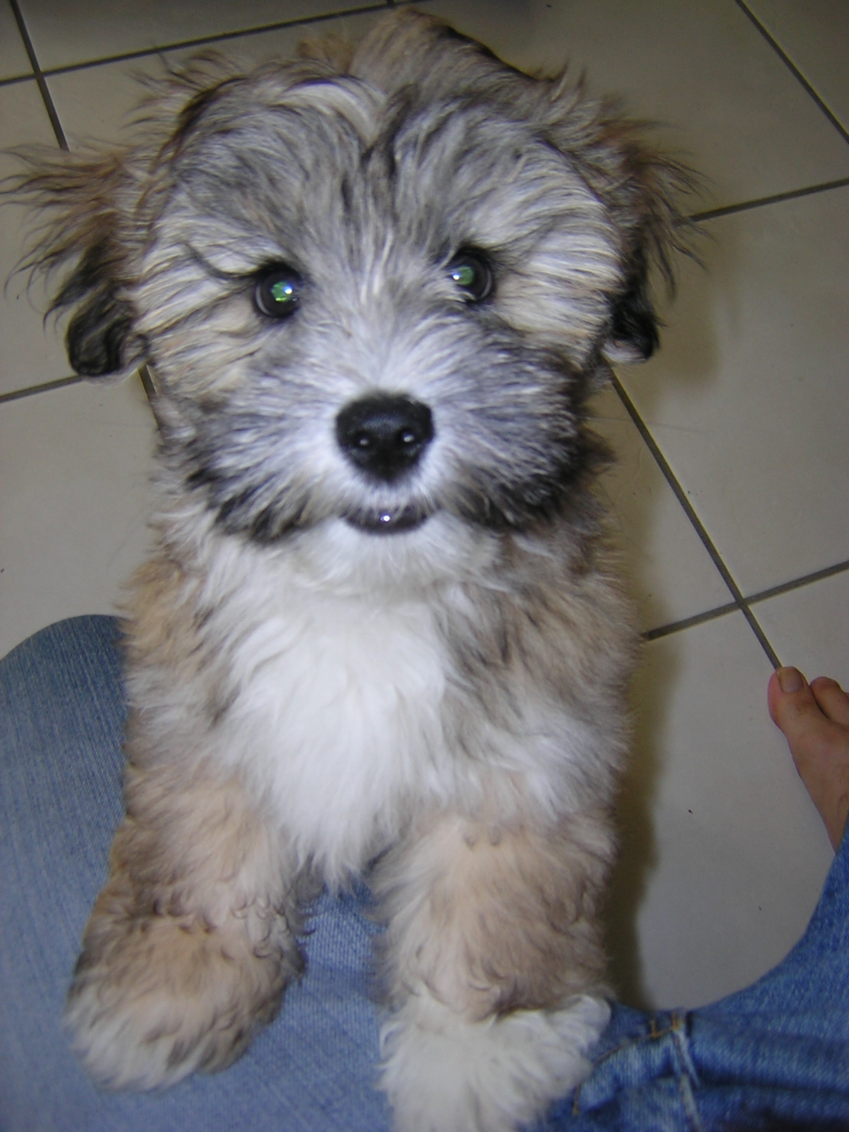 OUR PETS 001.jpg
